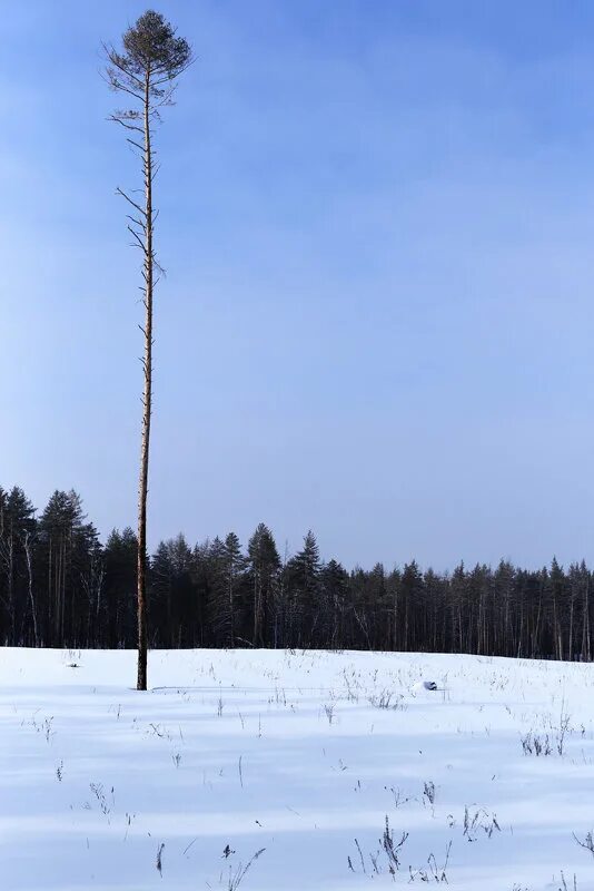 тонкая сосна. тонкая сосна. лес секвой. хищные птицы одинцовского района. сосна обыкновенная корабельная.