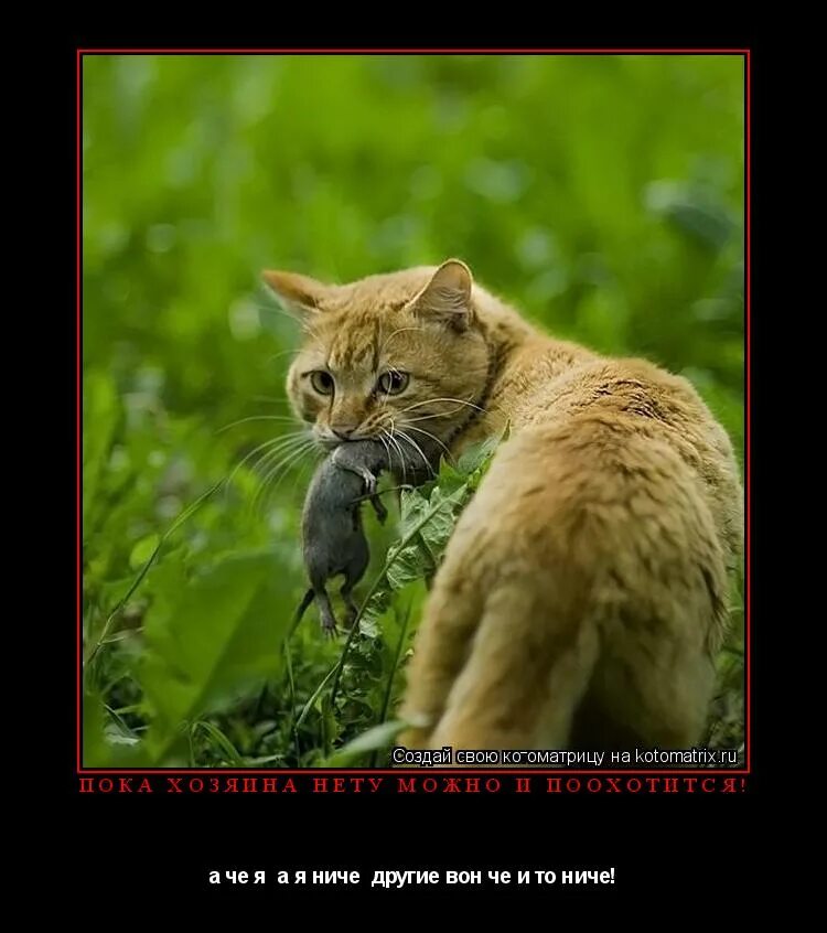 сонник кошка поймала мышь