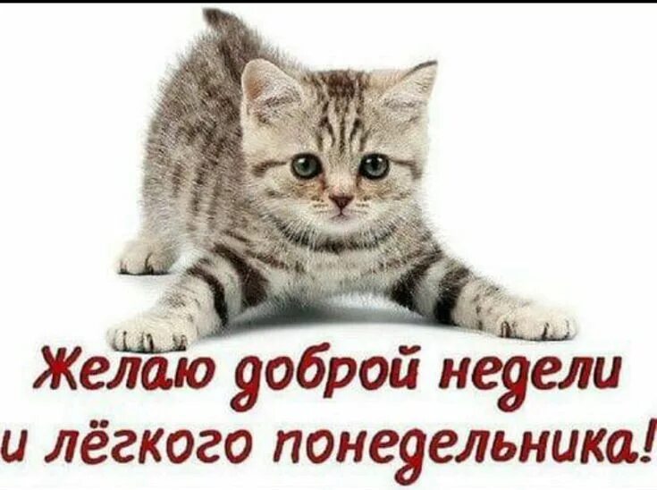 Доброго утра понедельника прикольные смешные с надписью. Открытки с понедельником. Открытки с добрым понедельником. Открытки с понедельником прикольные. Открытки с добрым утром понедельника.