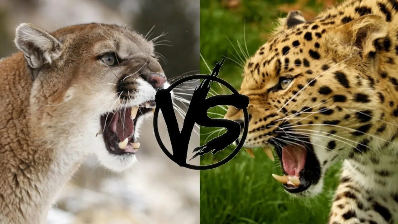 Ягуар против Пумы. Пума Ягуар леопард пантера. Ягуар леопард Пума. Ягуар vs тигр.