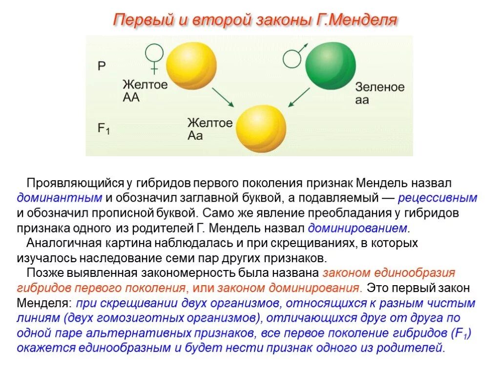 Скрещивание представителей чистых линий метод. Второй закон Менделя закон единообразия гибридов первого поколения. Первый закон Менделя при моногибридном скрещивании. Первый и второй закон Менделя схема. 2 Закон скрещивания Менделя.