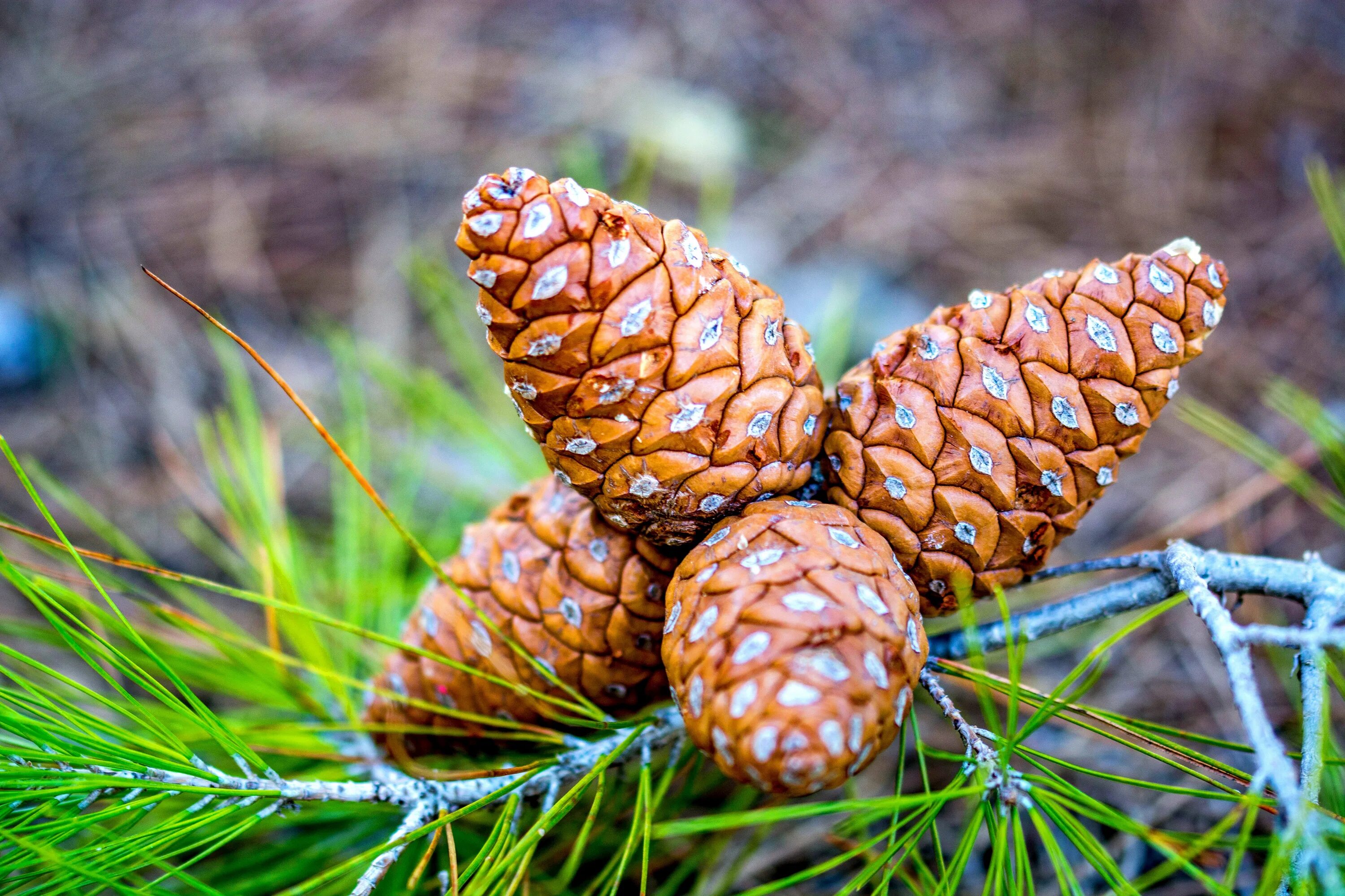 Шишк. Сосна Пиния шишки. Pinus pinea шишка. Сосна Бунге шишки. Сосна Лучистая шишки.