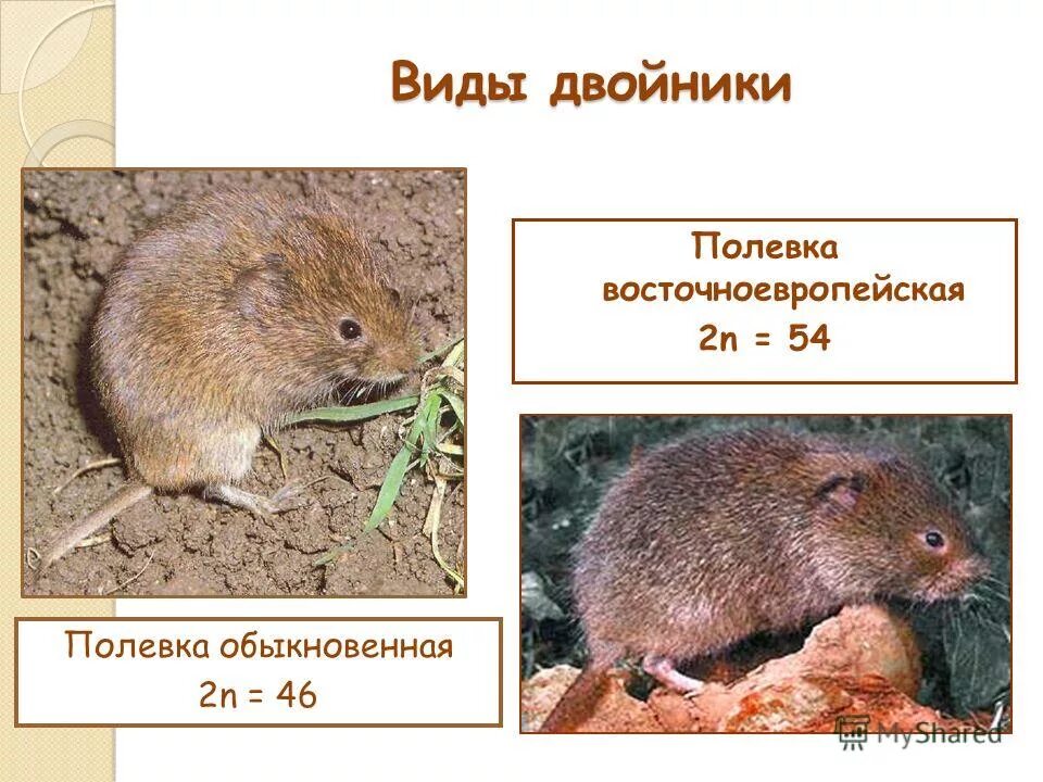 виды двойники. виды-двойники примеры. виды двойники. типы двойников. примеры видов двойников.