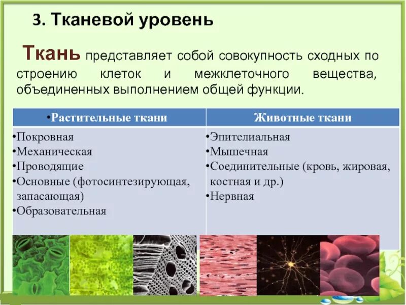 Ткань выполняющая опорную функцию организма. Строение и функции тканей человека. Ткани человека и растений. Ткани строение и функции. Ткани человека и их функции кратко.