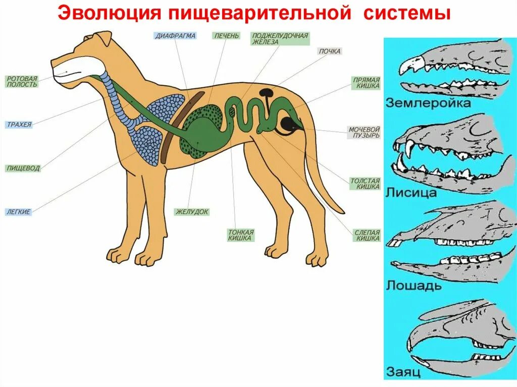 Диафрагма у хордовых. Эволюция систем органов животных пищеварительная система. Эволюция пищеварительной системы млекопитающих. Эволюция систем органов животных пищеварительная система схема. Филогенез пищеварительной системы беспозвоночных.