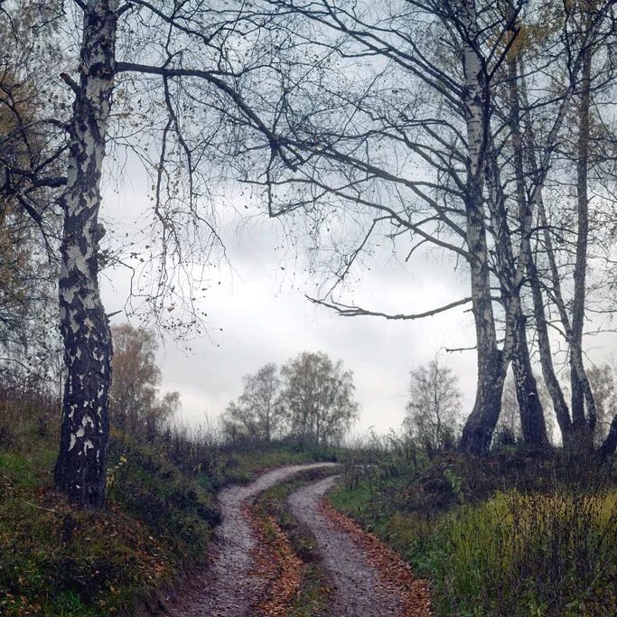 Две березки у дороги минус. Березы дорога. Дорога между берез. Дорога Аксиньино. Грунтовая дорога среди берез.