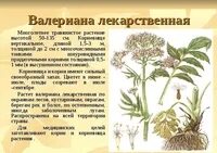 Химический состав валерианы
