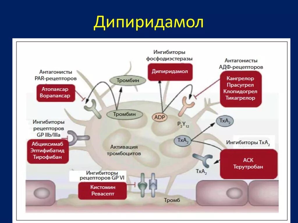 Адф тромбоцитов. Механизм антиагрегантного действия дипиридамола. антиагрегант, блокатор адф-рецепторов на тромбоцитах,. антиагреганты механизм действия. механизм действия антитромбоцитарных препаратов.