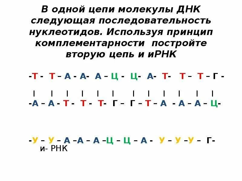 Цепочка ДНК А-Ц-Г-Т-А-Г-Ц-Т-А-Г вторая цепь. Порядок нуклеотидов ДНК принцип комплементарности. РНК комплементарность принцип комплементарности. Комплементарность ДНК И РНК.