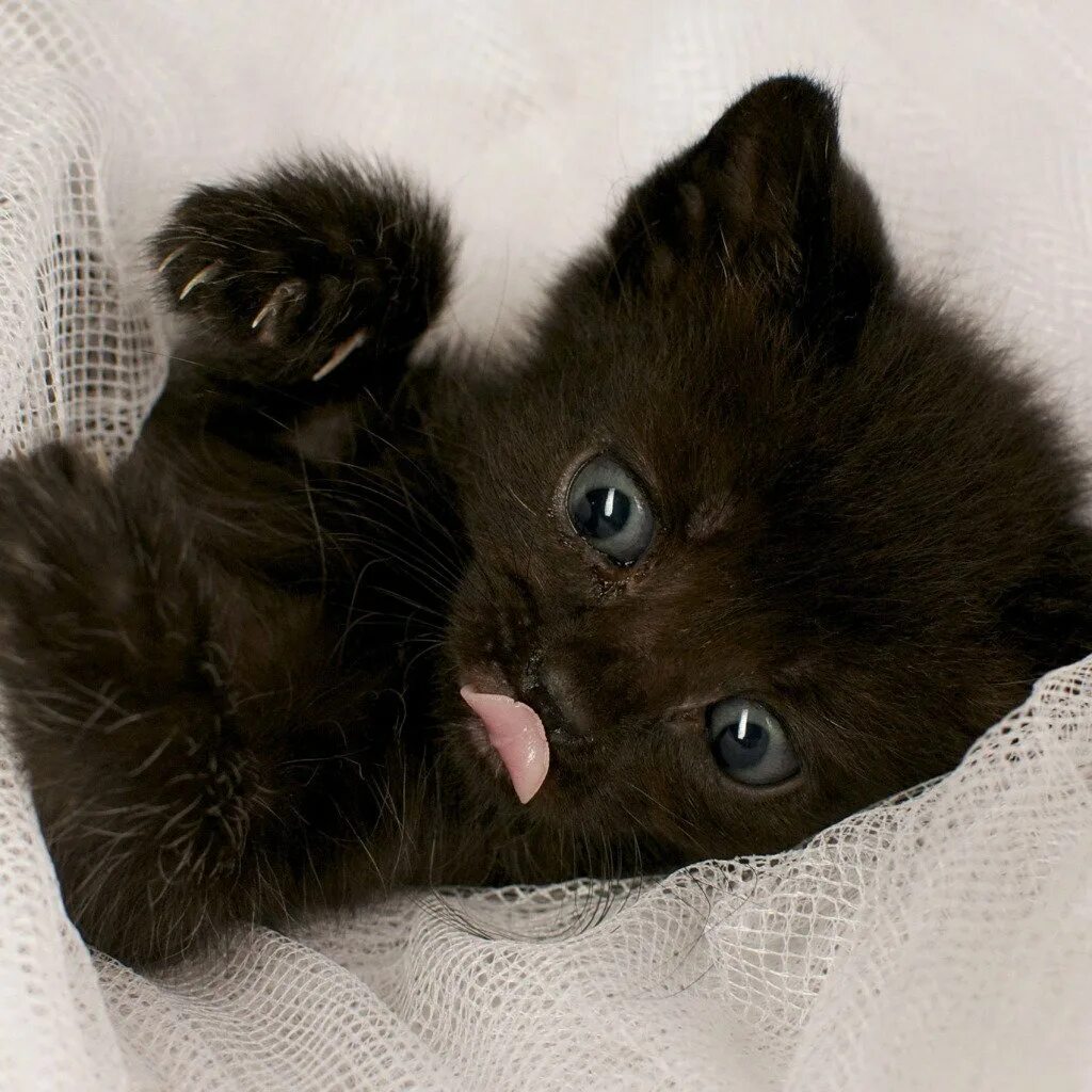 Черный котенок. Маленький черный котенок. Милые черные котята. Маленький черный котеночек. Черные котята в добрые