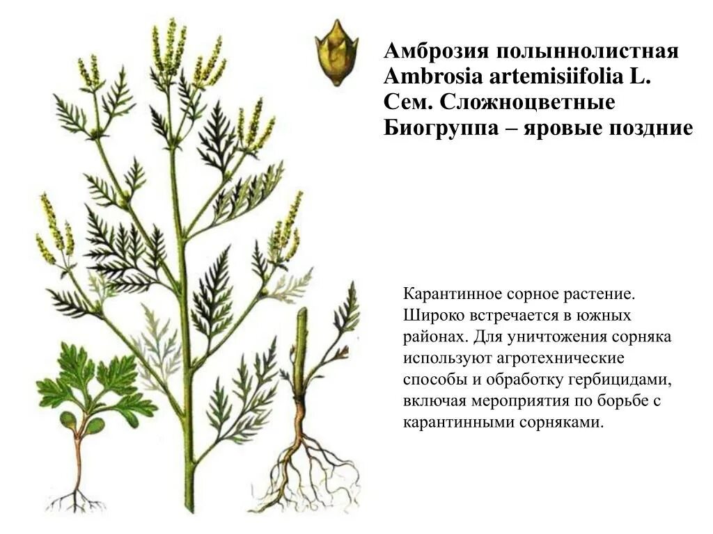 Амброзия растение сорные растения. Амброзия полыннолистная опасный карантинный сорняк. Амброзия полыннолистная семена. Амброзия вредный сорняк. Сорные растения список