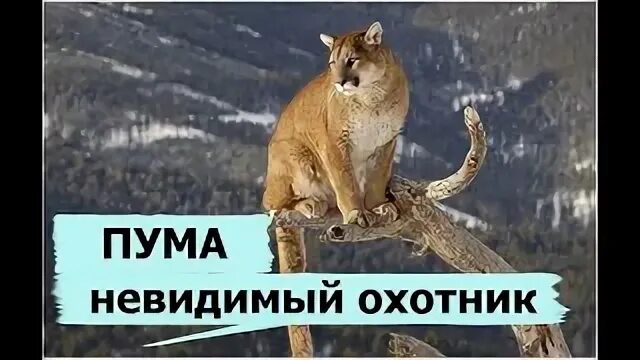 Незамеченные охотниками