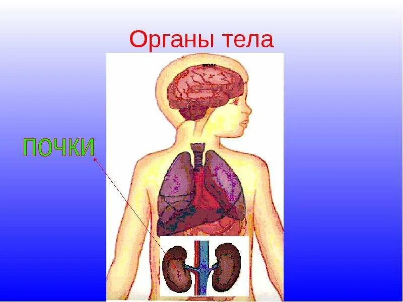 Тело человека органы 4 класс окружающий мир. Строение человека. Тело человека органы. Строение органов человека. Органы человека окружающий мир.