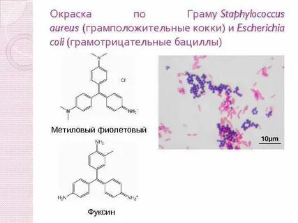 Окраска по граму фуксин