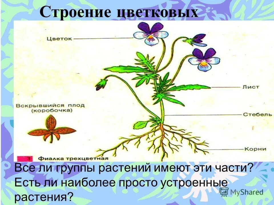 Строение цветковых растений. Строение цветкового растения. Внешнее строение цветкового растения. Строение комнатного растения. Какие части ты видишь у растения