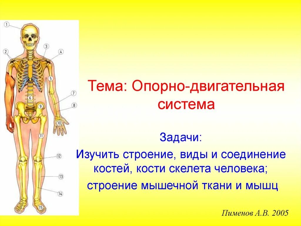 Органы образующие элементы. Опорно двигательная система кости скелета. Система органов опоры и движения. Строение органов опорно-двигательной системы человека. Опорно двигательная система презентация.