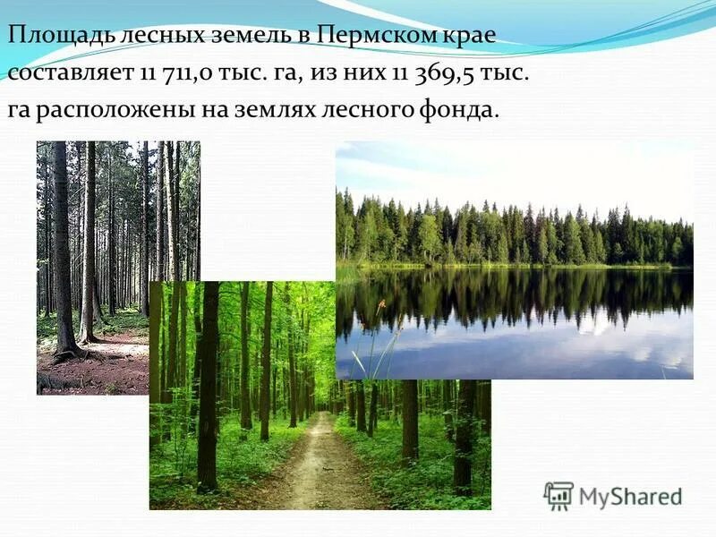Площадь лесов земли составляет. Площадь лесов земли составляет