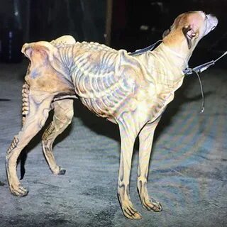 Real dog