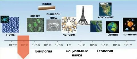 В длину достигает несколько сотен тысяч нанометров