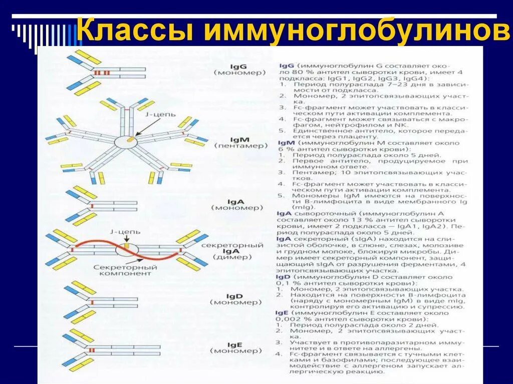 Антитела иммуноглобулины м. Функции разных классов иммуноглобулинов. Характеристика 5 классов иммуноглобулинов. Классы иммуноглобулинов микробиология таблица. Антитела иммуноглобулины структура.