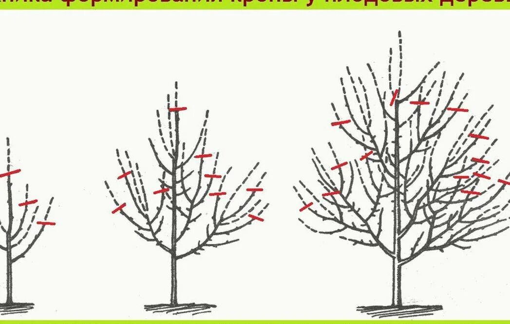 Подрезка яблонь весной схема. Схема обрезки яблони весной. Обрезка яблони весной схема. Обрезка яблонь осенью схема. До какого времени можно обрезать деревья весной