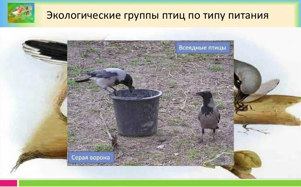 Экологические группы птиц птиц. Экологические группы птиц по типу питания. Экологические группы птиц по питанию. Ворона экологическая группа.