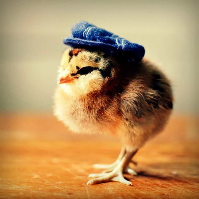 Маленькие цыпы. Крутой цыпленок. Шапочка цыпленка. Цыпленок в шляпе. Милые курицы.