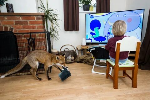 Keep wild animals as pets