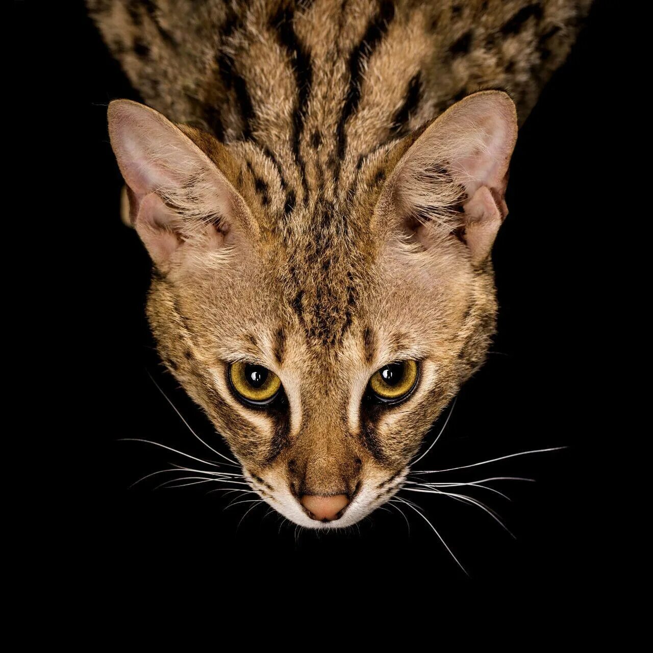 Кот ашера. Саванна ашера. ашера f1. кошка ашера. саванна кошка.