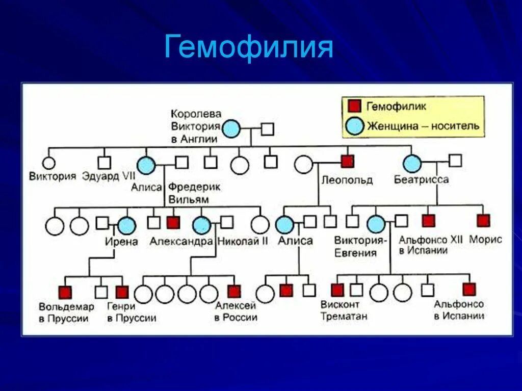 Родословное Древо королевы Виктории гемофилия. Генеалогическое Древо королевы Виктории гемофилия. Родословная королевы Виктории наследование гемофилии. У матери не являющиеся носителями гемофилии