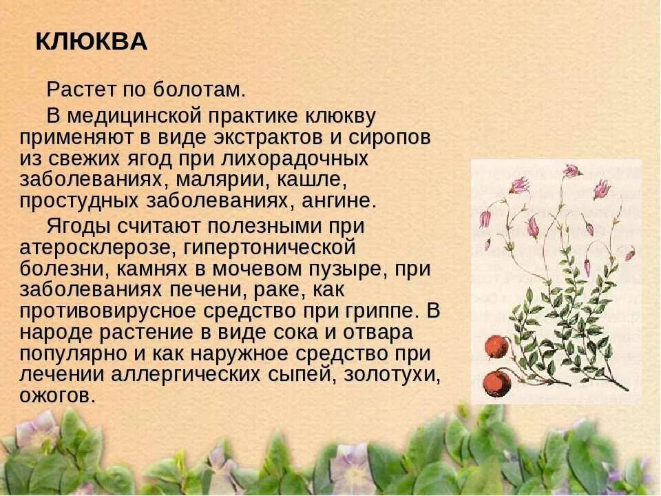 Клюква значение слова. Информация о клюкве. клюква лекарственное растение. рассказ о клюкве. клюква описание.