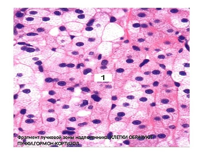 Пучковая зона надпочечников гистология. Пучковая зона надпочечников препарат. Пучковая зона коры надпочечников гистология. Сетчатая и пучковая зона надпочечника.