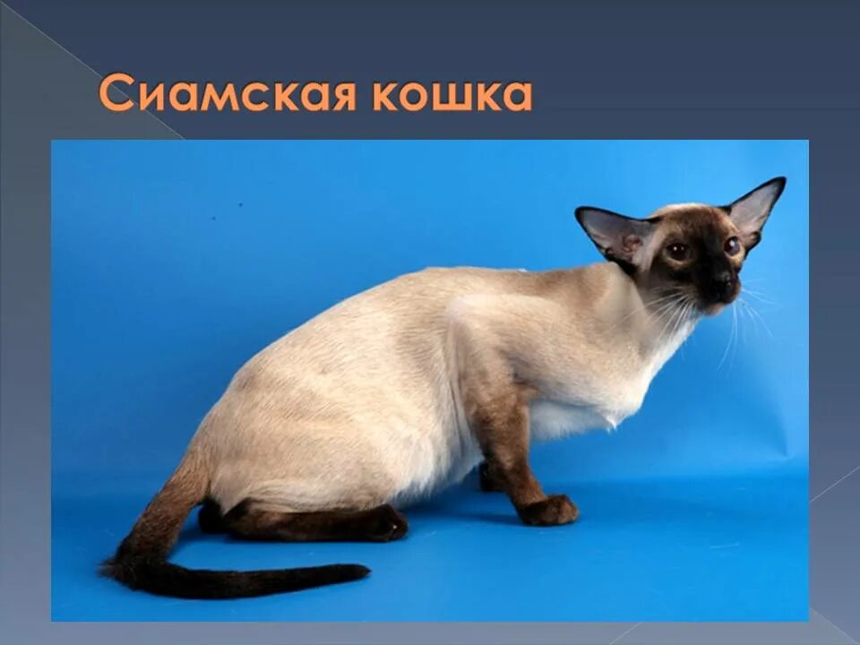Сил поинт