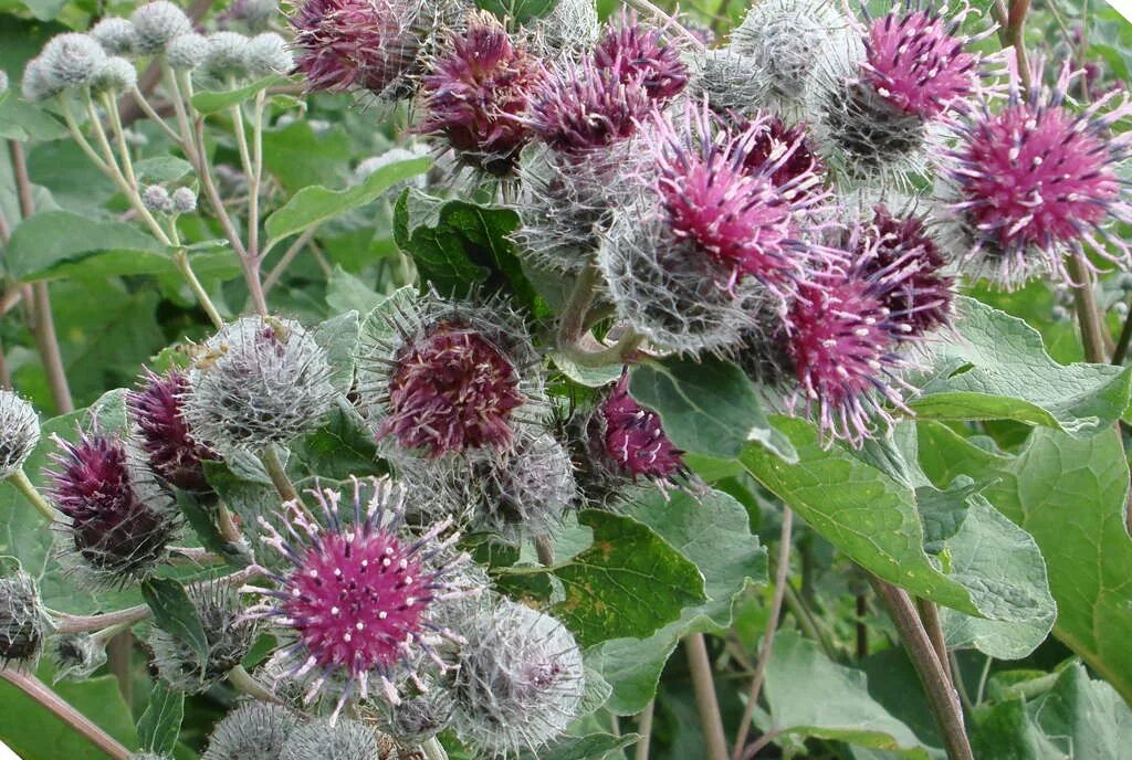 Лопух почему. Репей лопух. Лопух большой Arctium Lappa. Репейник обыкновенный. Королевский репейник.