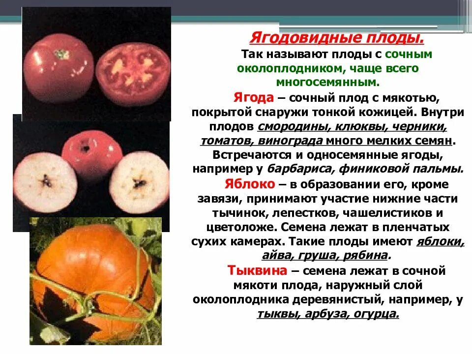 Растения имеющие плода