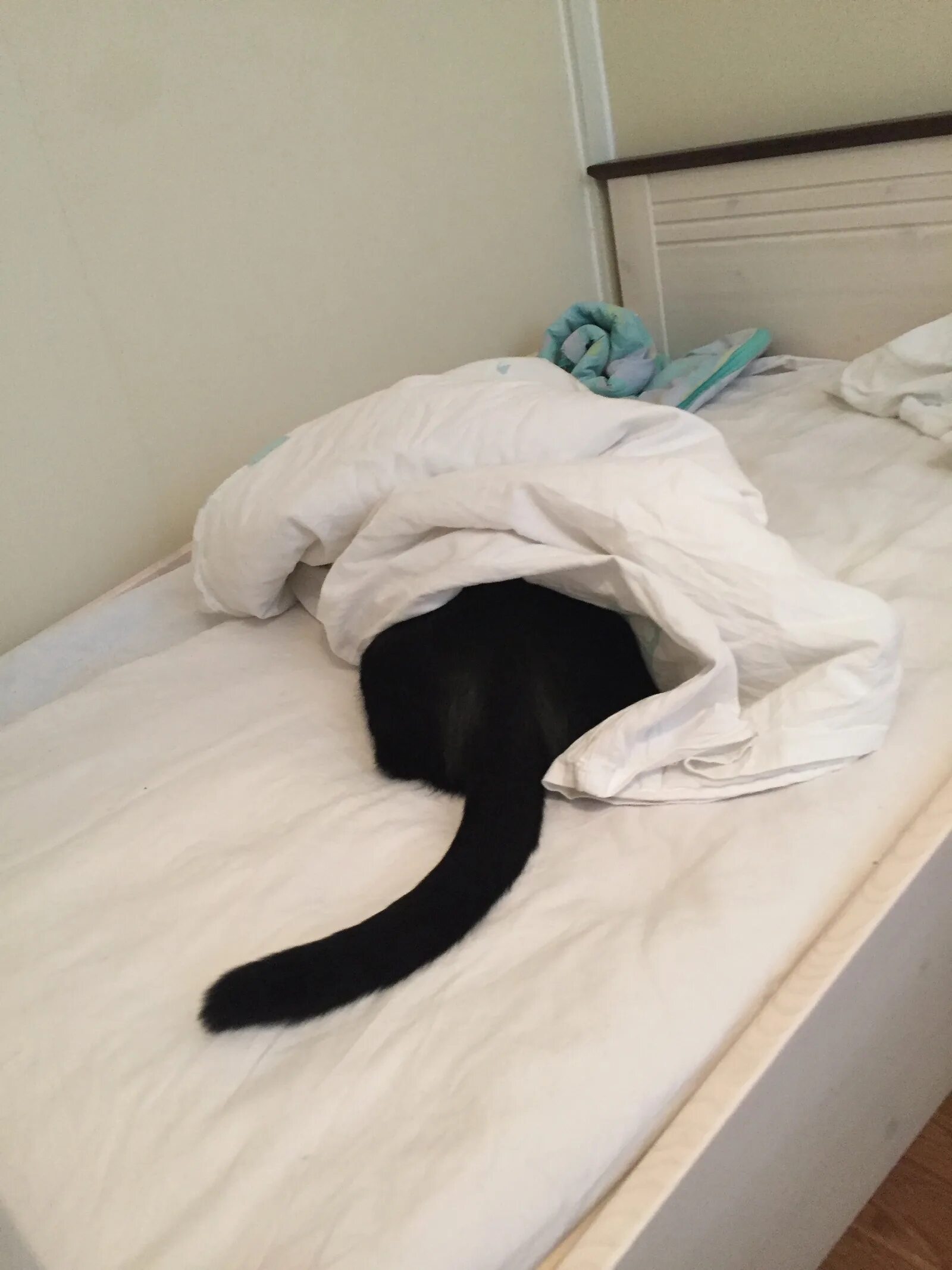 Котик прячется. Кот спрятался. Кот прячется под одеяло. Котик прячется под одеялом.