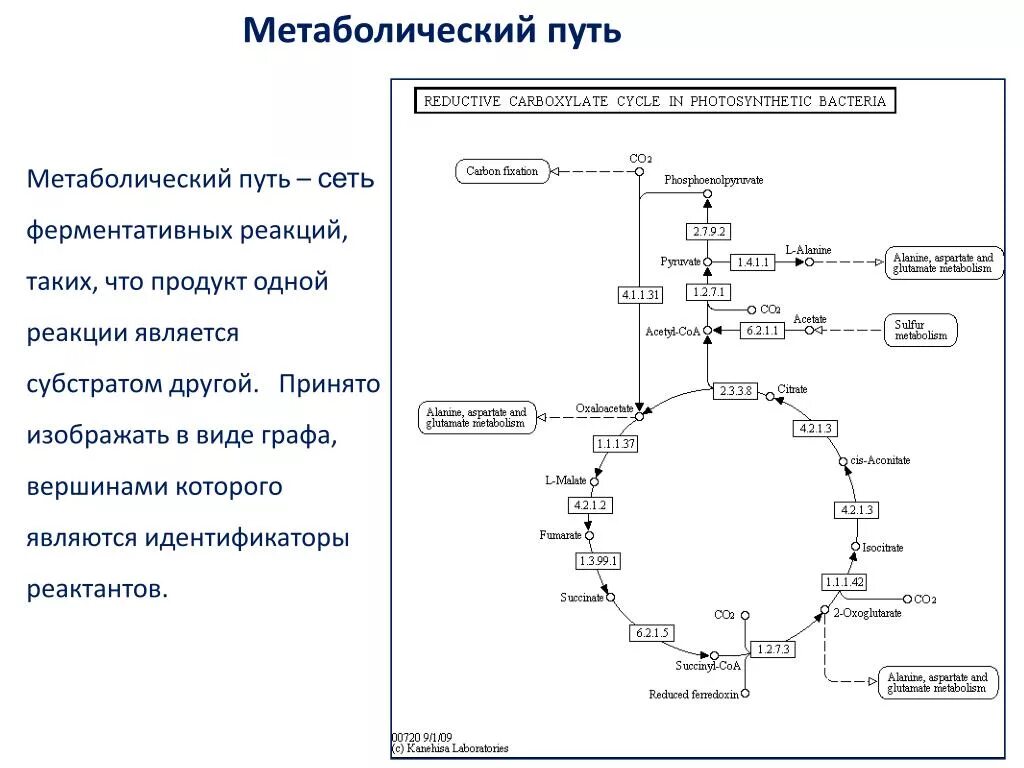 Схема центральных метаболических ПУ. Схема метаболического пути ферментов. Схема белкового обмена биохимия. Общая схема метаболизма биохимия.