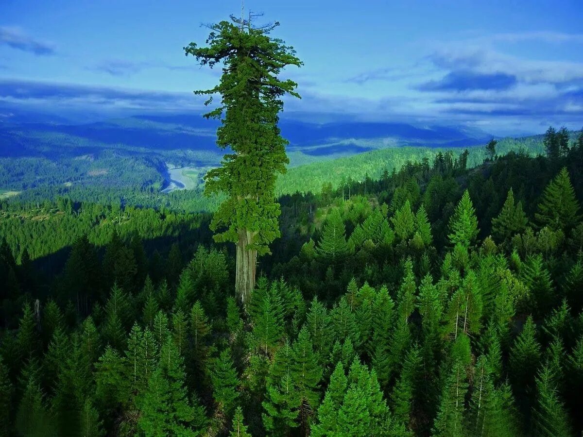 Калифорнийская Секвойя Гиперион. Секвойя вечнозелёная Гиперион. Секвойя дерево Гиперион. Американская Секвойя Гиперион. Этом сохраняется на высоком
