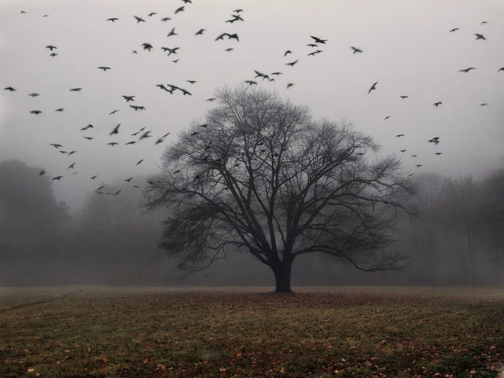Дерево с улетающими птицами. Птицы в тумане. Птицы кружат. Серая осень. Вороны на поле.