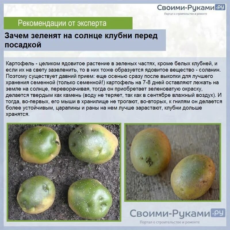 Проращивание картофеля для посадки в домашних условиях. Обработка клубней картофеля. Размер клубней картофеля для посадки. Обработка картофеля перед посадкой. Посадка семенного картофеля.