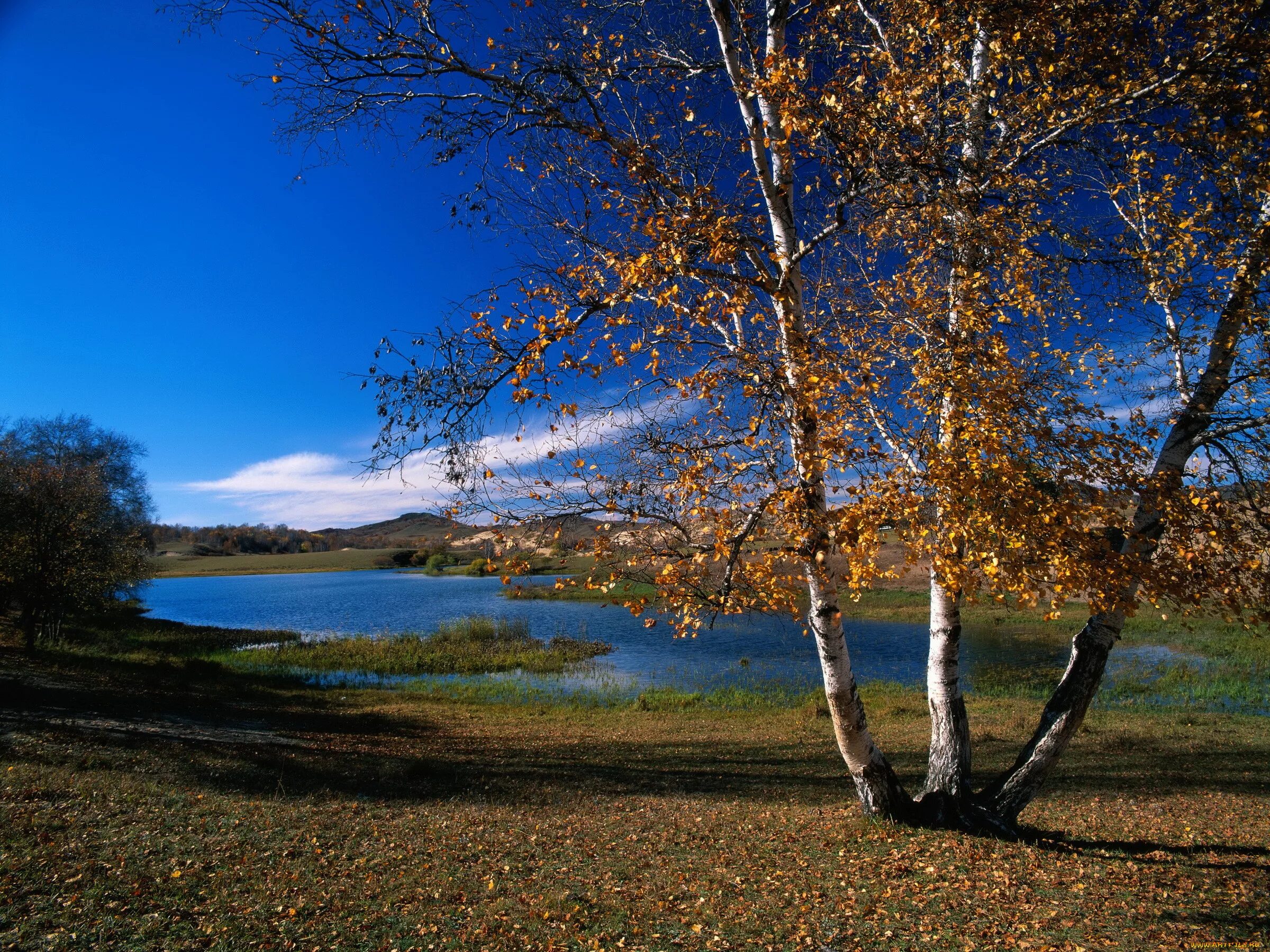 Природа обновилась. Пушгоры береза. Пейзажи природы. Пейзаж с березами. Осень озеро.