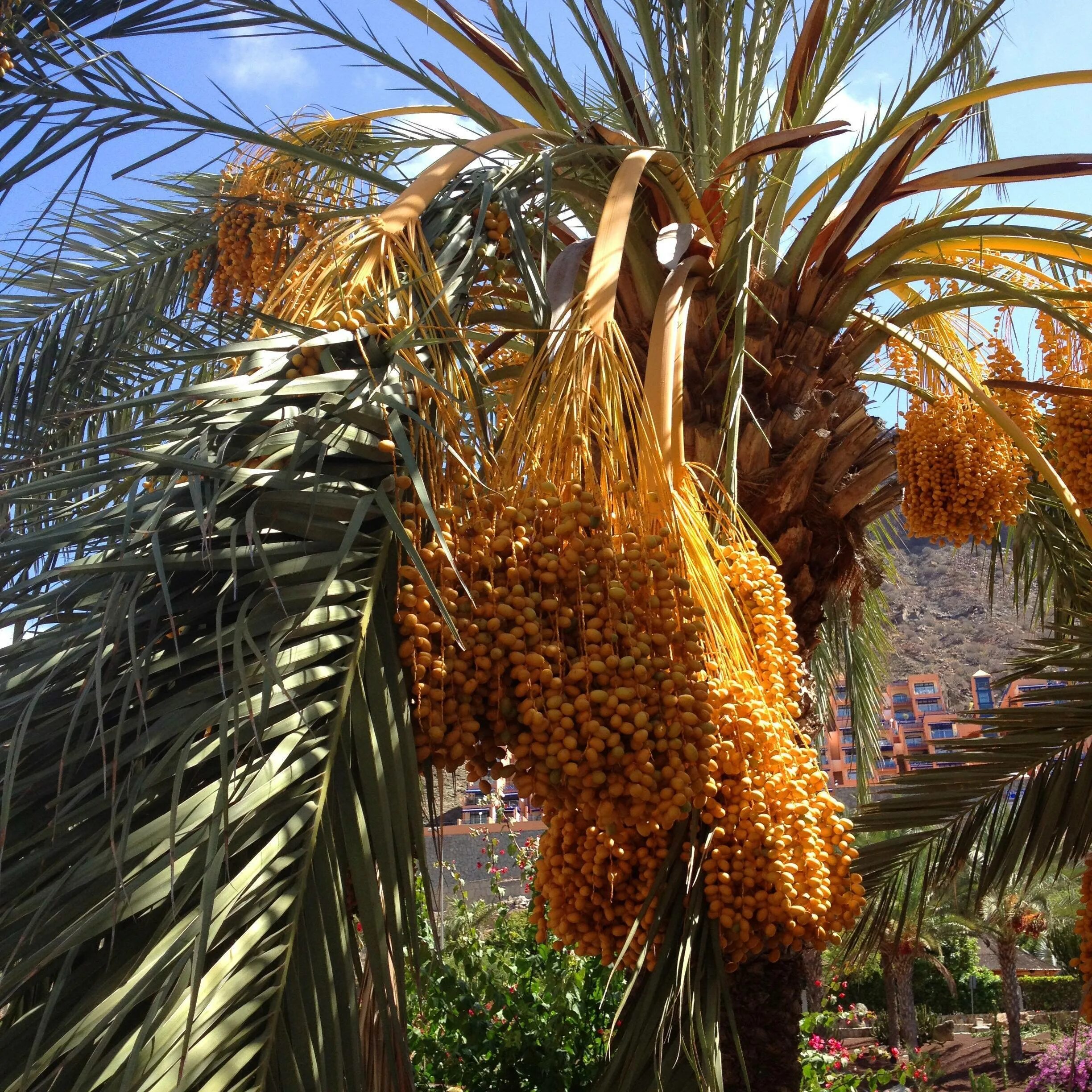 Финиковая пальма где растет природная зона. Финиковая Пальма. Финиковая Пальма цветение. Финик пальчатый. Финиковые пальмы в Турции.