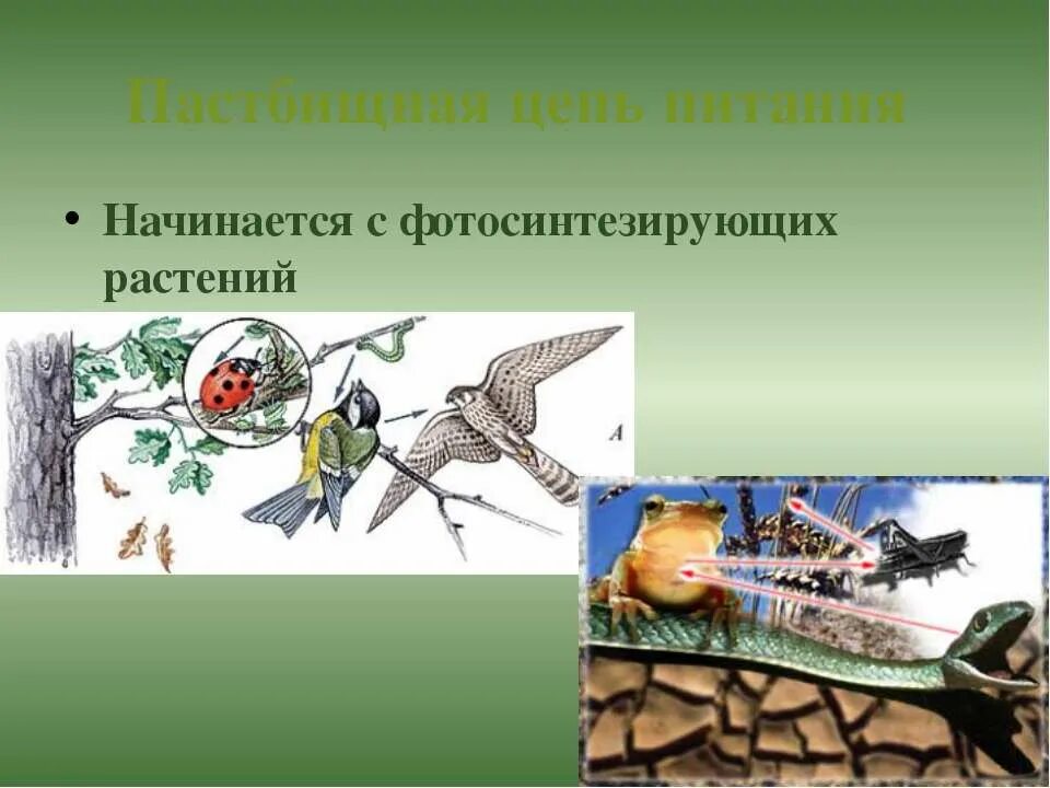 Последовательность звеньев в цепи выедания. Пастбищная цепь начинается. Пастбищная цепь питания. Трофические цепи начинающиеся с растений. Пастбищная цепь начинается с растения.