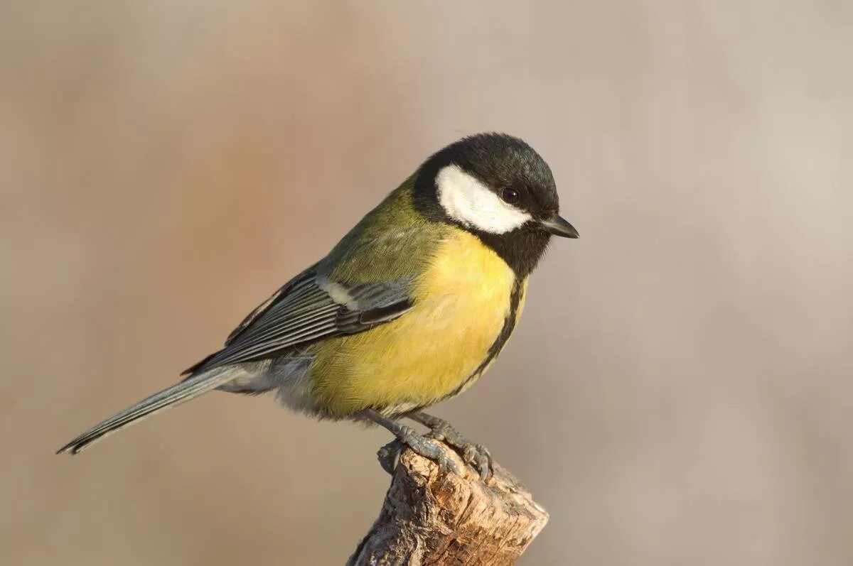 Сибирская синица. Синица серая (Parus cinereus). Белощекая синица. Синица в Сибири.