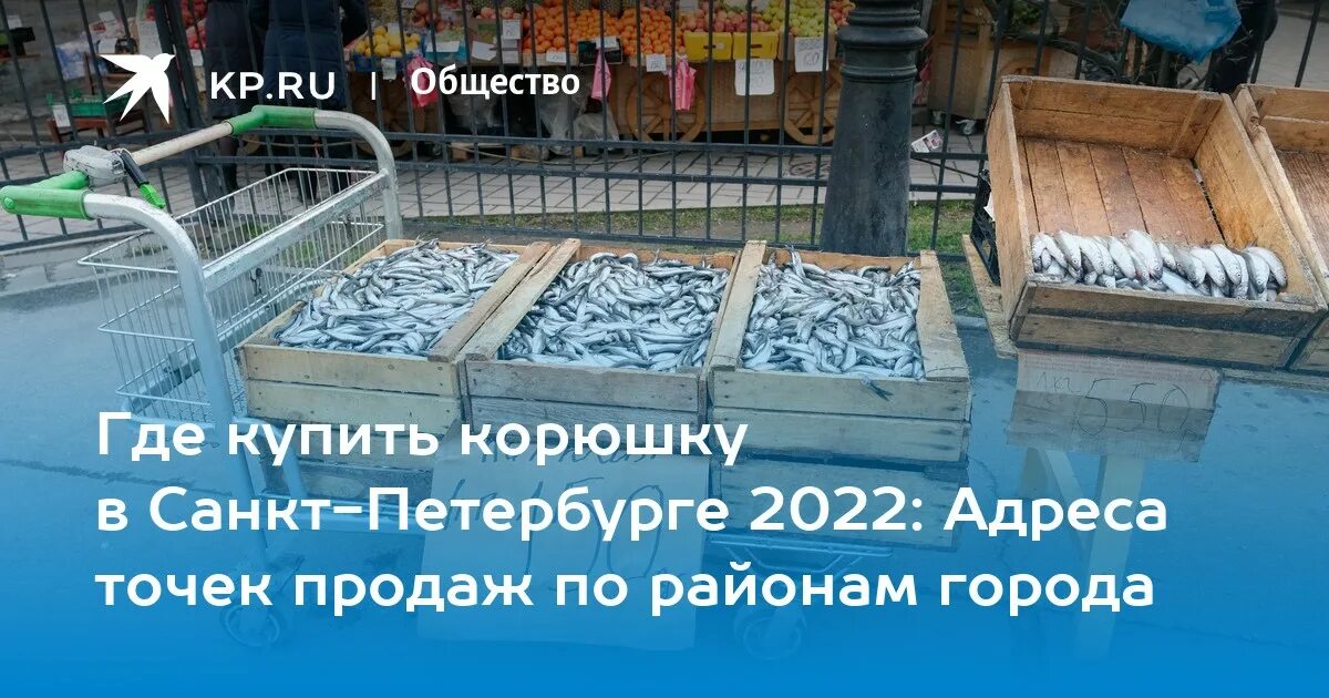 Корюшка купить в спб 2024. Праздник корюшки в новой Ладоге 2023. Корюшка на Октябрьской набережной 2023. Фестиваль корюшки в Санкт-Петербурге 2023 Петропавловская крепость. Корюшка СПБ 2023.