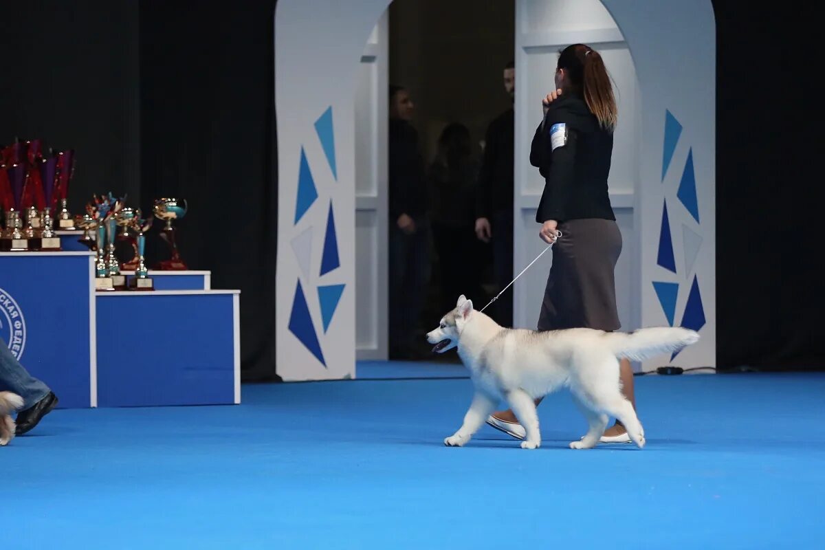 Выставки собак в москве в марте. Выставочные классы собак. Занятое первое место выставка собак. Союз немецких собаководов VDH.