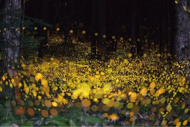 Лес светлячков фото Lightning bugs or fireflies June is #GreatOutdoorsMonth and the perfect time to