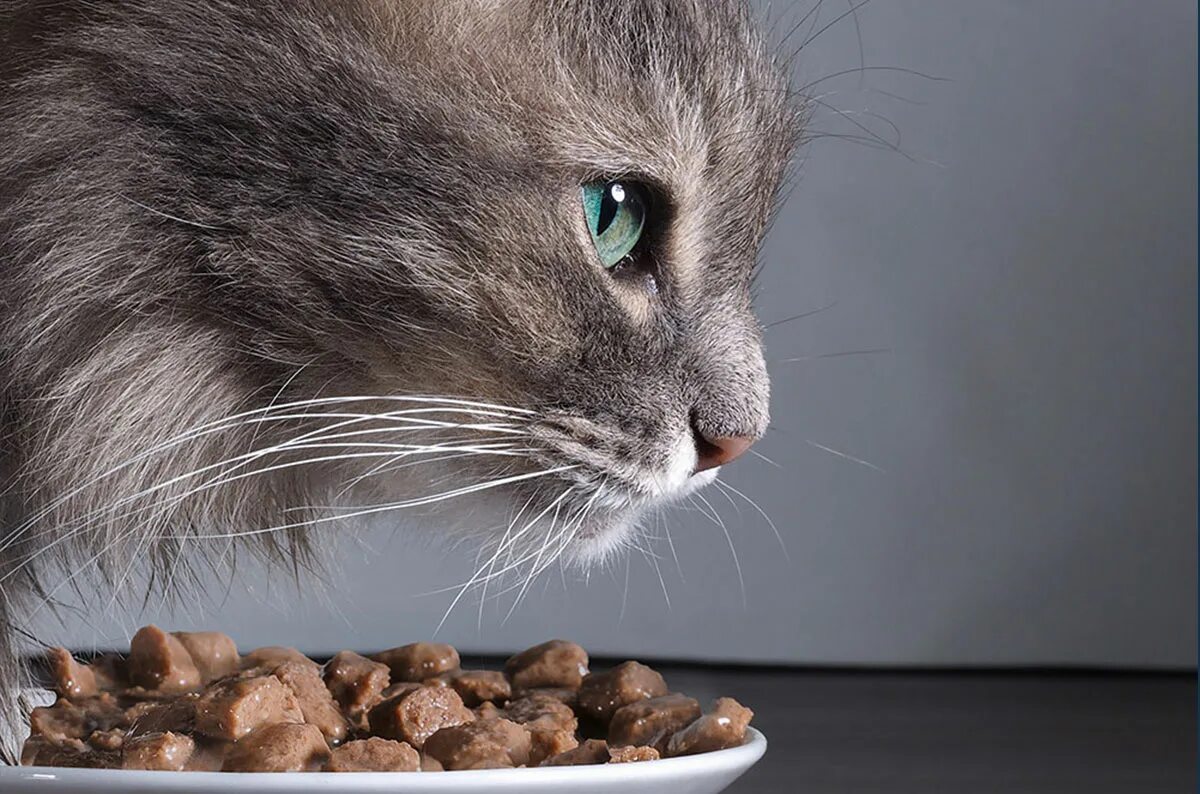 Кошка перестала кушать. Еда для кошек. Кошка кушает. Корм для кошек. Кот ест корм.