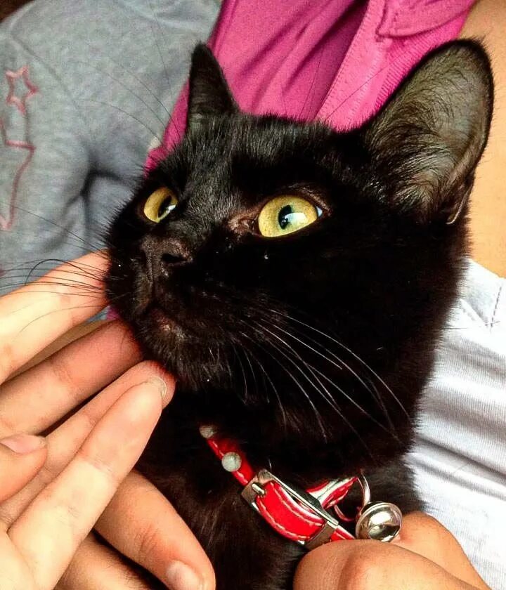 Как найти черного кота. Черный кот с ошейником. ошейник для кота.