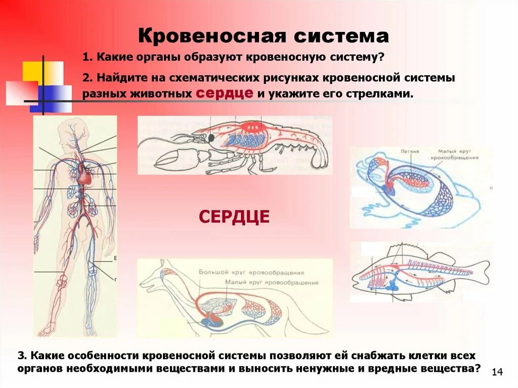 Кровеносная система животных. Строение кровеносной системы животных. Кровеносная система животных таблица. Эволюция кровеносной системы у животных.